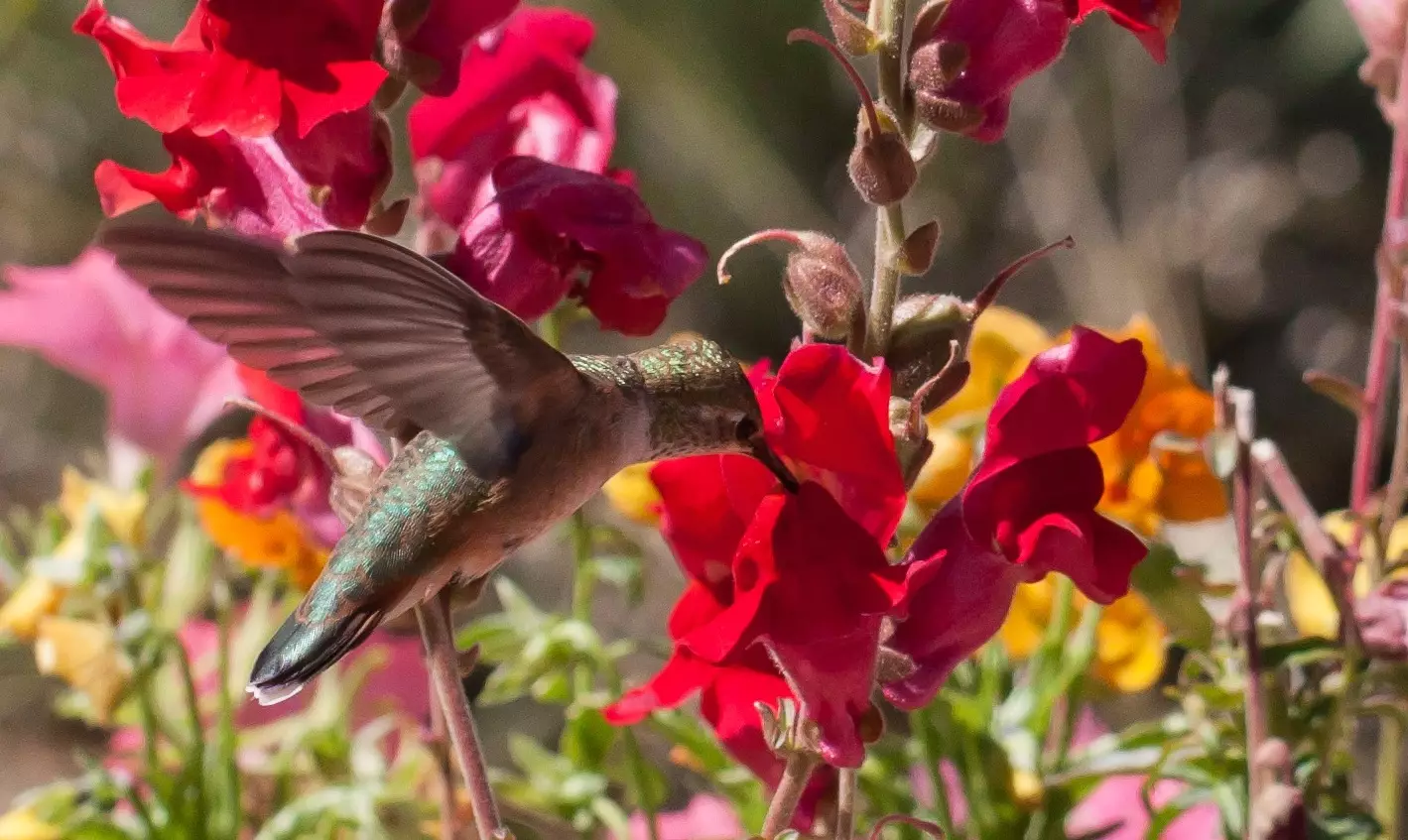 Do Snapdragons Attract Hummingbirds? [Answered!]
