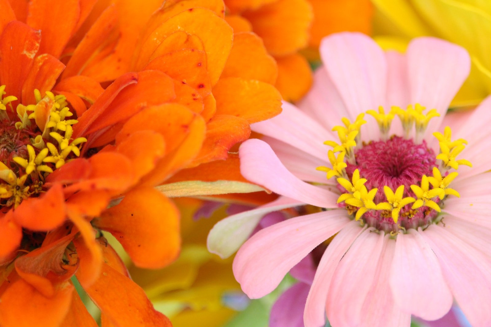 Best Companion Plants for Zinnias [& What to Consider]